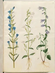 Gentiana pneumonanthe (Marsh Gentian); Campanula patula (Spreading Bellflower); Campanula rapunculoides (Creeping Bellflower)