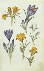 Crocuses