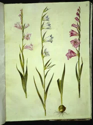 Gladiolus communis