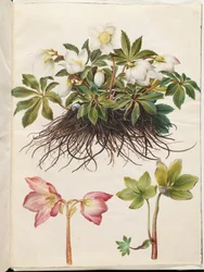 Helleborus niger (Christmas Rose)