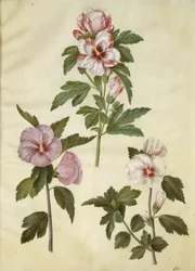 Hibiscus Syriacus