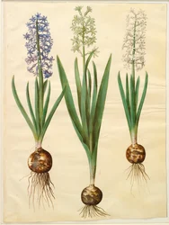 Hyacinthoides Orientalis