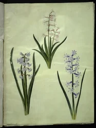Hyacinthus orientalis (Common Hyacinth)