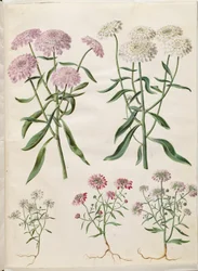 Iberis umbellata (Garden Candytuft); Iberis amara (Bitter Candytuft)