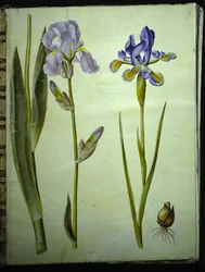 Iris ×germanica (garden iris); Iris xiphium (Spanish iris)