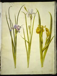 Iris graminea (grass-leaved iris); Iris sibirica (Siberian iris); Iris pseudacorus (yellow iris)
