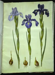 Iris latifolia (English Iris)