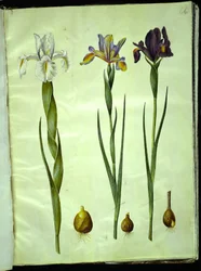 Iris latifolia (English Iris); Iris xiphium (Spanish Iris)