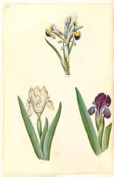 Iris persica (Persian Iris); Iris lutescens or Iris pumila (?) (Dwarf Iris or Low Iris)
