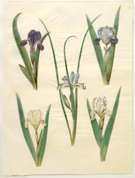 Iris pumila or Iris lutescens; Iris graminea