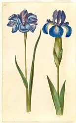 Iris sibirica (Siberian Iris); Iris latifolia (English Iris)