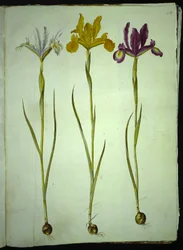 Iris xiphium (Spanish Iris)