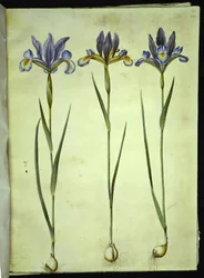 Iris xiphium (Spanish Iris)