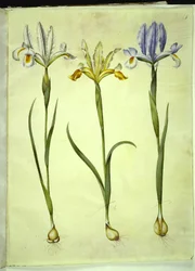 Iris xiphium (Spanish Iris) or Iris latifolia (English Iris); Iris xiphium (Spanish Iris)