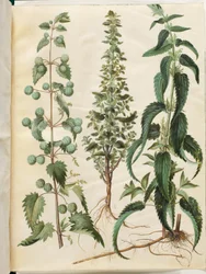 Urtica pilulifera (Roman Nettle); Urtica urens (Small Nettle); Urtica dioica (Large Nettle)