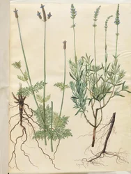 Lavandula multifida; Lavandula angustifolia