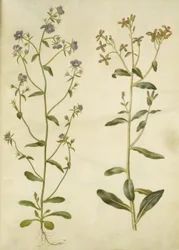 Legousia speculum-veneris (Venus
