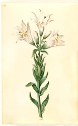 Lilium Candidum (Madonna Lily)