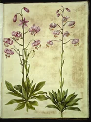 Lilium martagon
