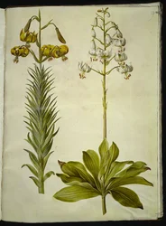 Lilium pyrenaicum (Pyrenean Lily); Lilium martagon (Martagon Lily)