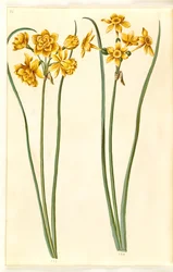 Narcissus Jonquilla