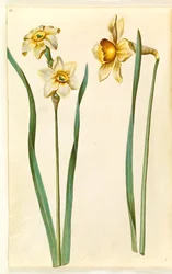 Narcissus ×medioluteus; Narcissus ×incomparabilis