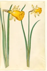 Narcissus pseudonarcissus (Daffodil)