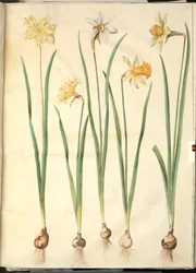 Narcissus pseudonarcissus; Narcissus poeticus; Narcissus ×incomparabilis