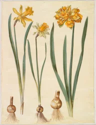 Narcissus pseudonarcissus major (Large Daffodil); Narcissus pseudonarcissus bicolor (Two-colored Daffodil); Narcissus pseudonarcissus