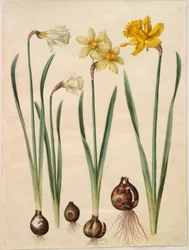 Narcissus pseudonarcissus moschatus; Narcissus ×medioluteus; Narcissus pseudonarcissus major