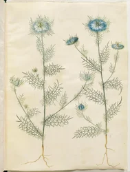 Nigella damascena (Love-in-a-mist)