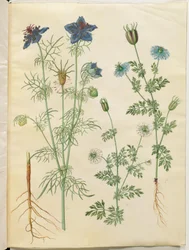 Nigella hispanica (Spanish Nigella); Nigella sativa (Black Cumin)