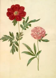 Paeonia Officinalis (Peony)
