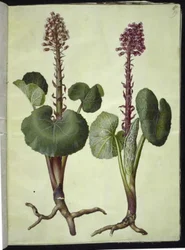 Petasites hybridus (Butterbur)
