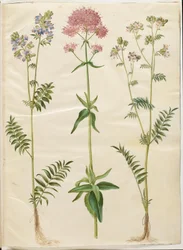 Polemonium caeruleum (Jacob