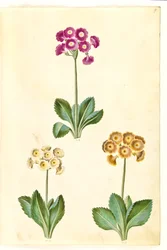 Primula ×pubescens (Garden Auricula)