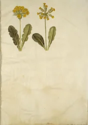 Primula Veris (Hybrid of Cowslip); Primula Veris (Cowslip)