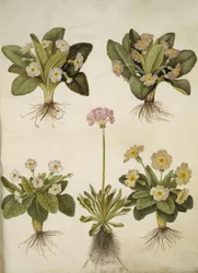 Primula Vulgaris (Hybrid of Large-Flowered Primrose); Primula Farinosa (Mealy Primrose)