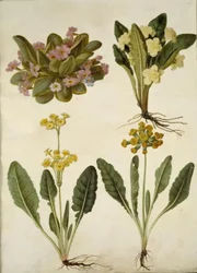 Primula Vulgaris (Carnival Primrose); Primula Vulgaris (Hybrid of Large-Flowered Primrose); Primula Veris (Hybrid of Cowslip)
