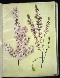 Prunus dulcis (almond); Prunus tenella (dwarf almond)
