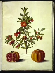Pomegranate