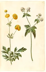 Ranunculus Acris (Buttercup); Ranunculus Aconitifolius (Fair Maids of France)