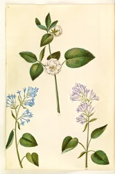 Rosa (?) (rose); Syringa vulgaris (common lilac)