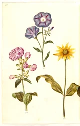 Saponaria officinalis; Convolvulus tricolor; Helianthus (?)