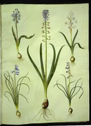 Scilla bifolia; Muscari comosum; Brimeura amethystina