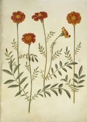 Tagetes Patula (French Marigold)