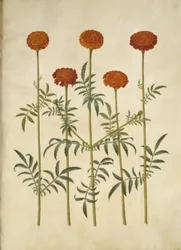 Tagetes patula (French Marigold)