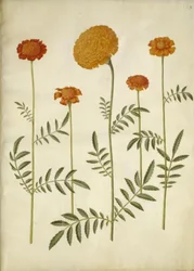 Tagetes patula (French Marigold); Tagetes erecta (African Marigold)