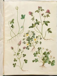 Trifolium repens (White Clover); Trifolium pratense (Red Clover); Oxalis corniculata (Creeping Wood Sorrel); Trifolium incarnatum (Crimson Clover); Oxalis acetosella (Wood Sorrel)