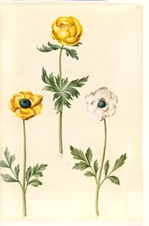 Trollius europaeus (European Globe Flower); Ranunculus asiaticus (Garden Ranunculus)